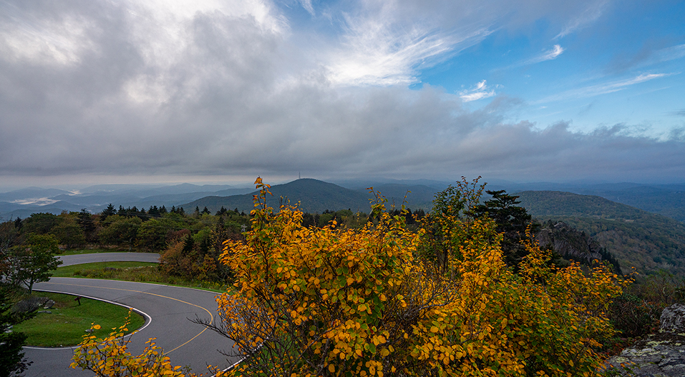 Witch Hazel at Forrest Gump Curve