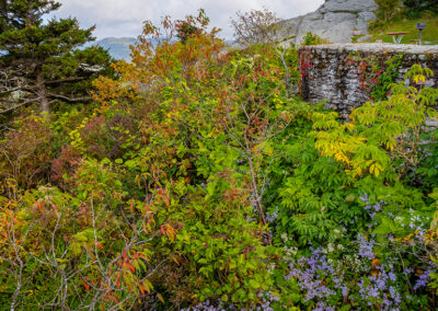 Wildflowers at Cliffside