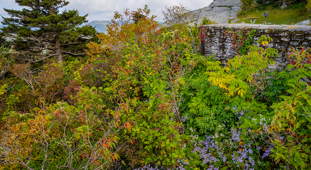 Wildflowers at Cliffside