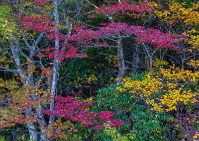 Vibrant Trees on the Mountain