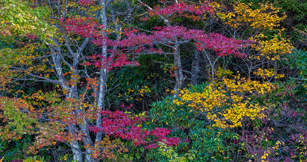 Vibrant Trees on the Mountain