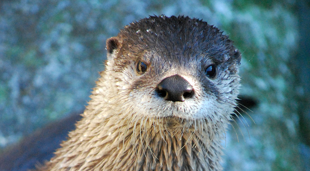 Grandfather Mountain says goodbye to Nova the river otter