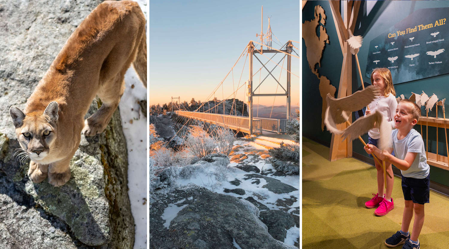 Donate to Grandfather Mountain 