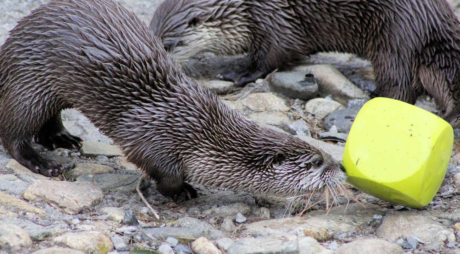 Animal Enrichment Wishlist