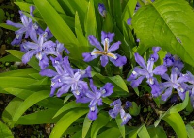 Dwarf Crested Iris