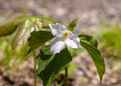 Large Flowered Trillium