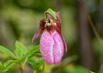 Pink Lady Slipper