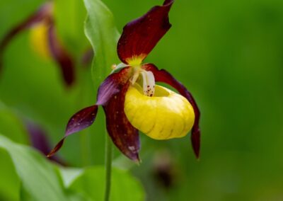 Yellow Lady Slipper