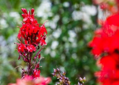 Cardinal Flower