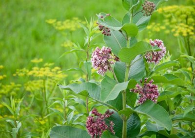 Common Milkweed