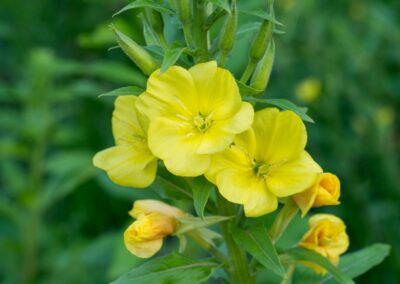 Evening Primrose
