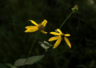 Greenheaded Coneflower