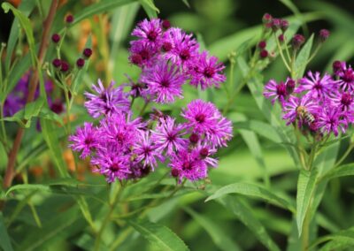 Ironweed