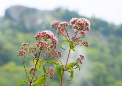 Joe Pye Weed