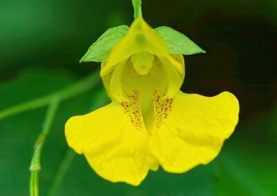Pale Jewelweed