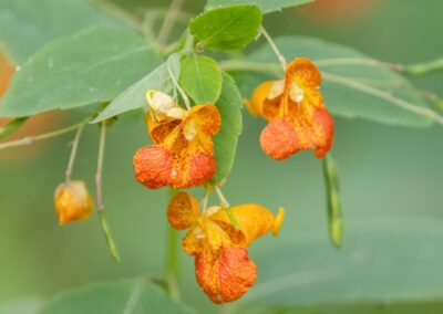 Spotted Jewelweed