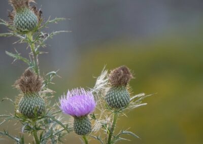 Thistle