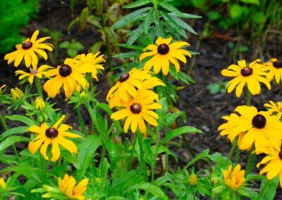 Black Eyed Susan