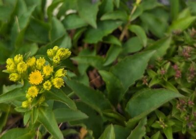 Blue Ridge Goldenrod