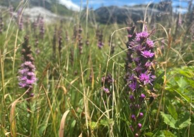 Heller's Blazing Star