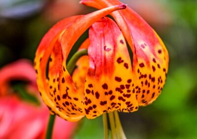 Michaux's Lily