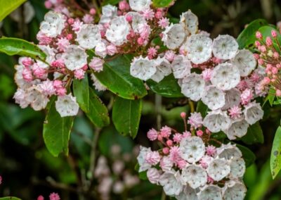 Mountain Laurel
