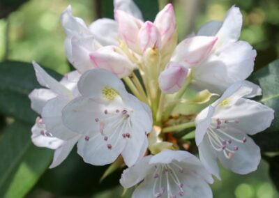 Rosebay Rhododendron