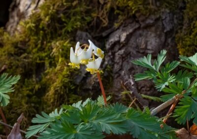 Dutchman's Breeches