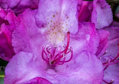 Catawba Rhododendron