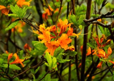 Flame Azalea