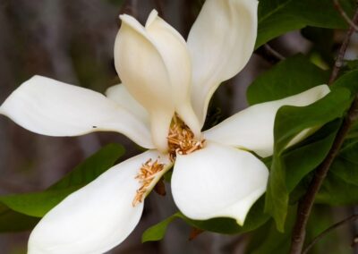 Fraser Magnolia