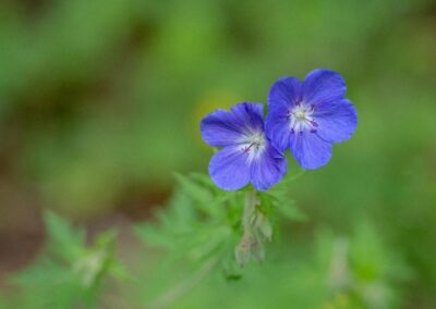 Wild Geranium