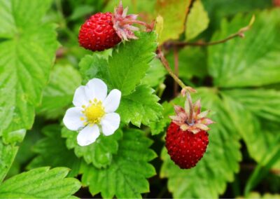 Wild Strawberry