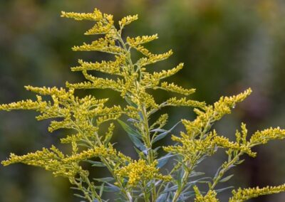 Common Goldenrod