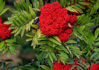 Mountain Ash Berries