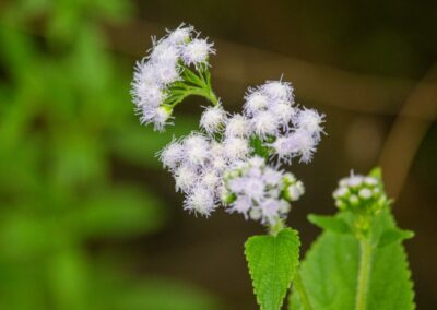 White Snakeroot