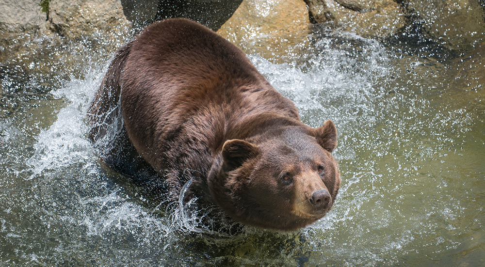 Grandfather Mountain mourns the loss of Kodiak the black bear