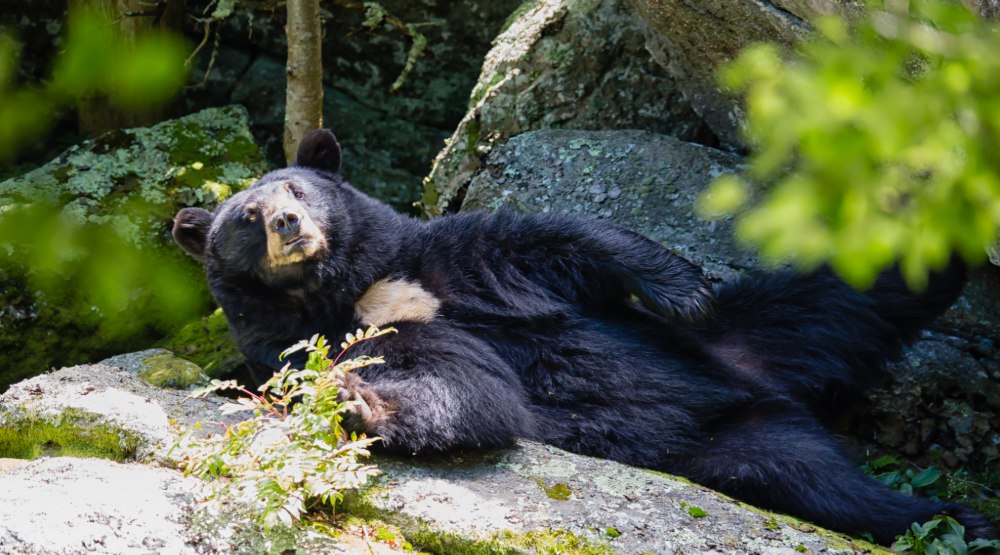 Grandfather Mountain mourns the loss of Yonnie the black bear