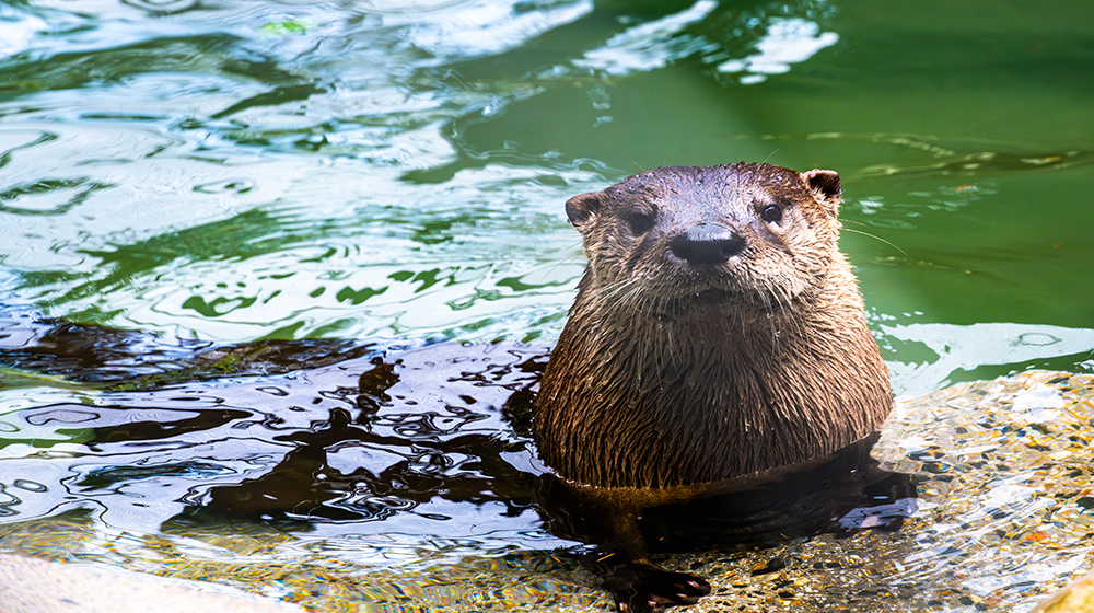 Fig the river otter