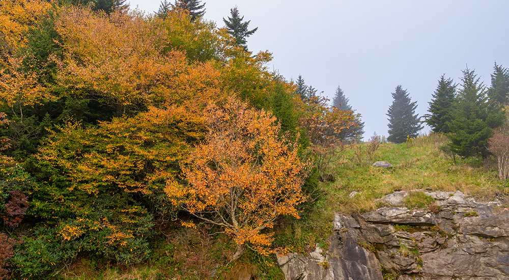 Rainy Fall Mountainside